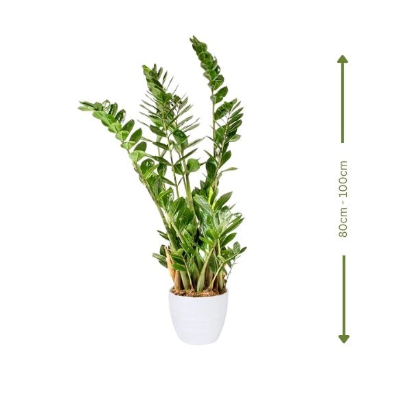 ๐ฟ ZZ Plant (ูุจุงุช ุฒูุฒู) | Low-Maintenance Indoor Greenery โ Fast UAE Delivery