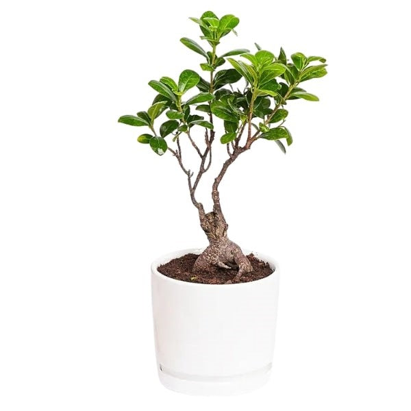 ๐ฟ Zen Bonsai Tree (ุดุฌุฑุฉ ุจููุณุงู ุฒูู) | Miniature Elegance โ Fast UAE Delivery