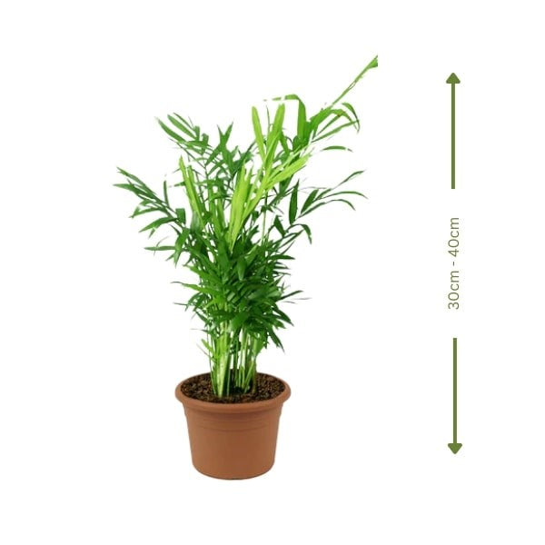 ๐ฟ Chamaedorea (ุดุงู
ูุฏูุฑูุง) | Fast UAE Delivery โ The Best Indoor Palm for Homes & Offices ๐ฟ