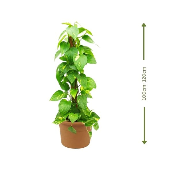 Money Plant (نبات المال) | Air-Purifying & Low Maintenance – Fast UAE Delivery