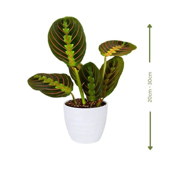 🌿 Maranta Plant (نبات المارانتا) | Fast UAE Delivery – Elegant Foliage for Homes & Offices