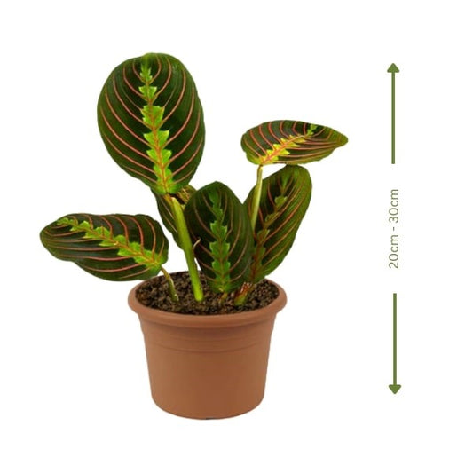 🌿 Maranta Plant (نبات المارانتا) | Fast UAE Delivery – Elegant Foliage for Homes & Offices