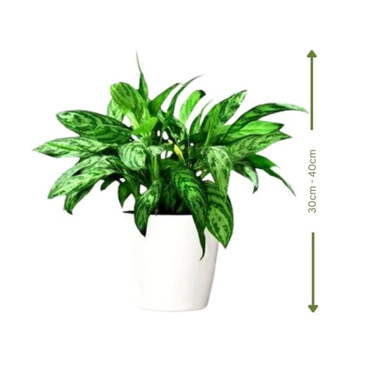 🌿 Maria Aglaonema (ماريا أجلونيما) | Fast UAE Delivery – Elegant & Low-Maintenance Indoor Plant