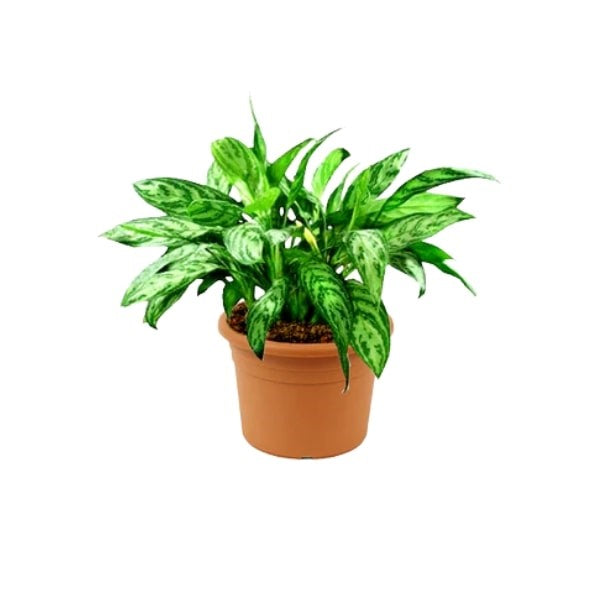 ๐ฟ Maria Aglaonema (ู
ุงุฑูุง ุฃุฌููููู
ุง) | Fast UAE Delivery โ Elegant & Low-Maintenance Indoor Plant