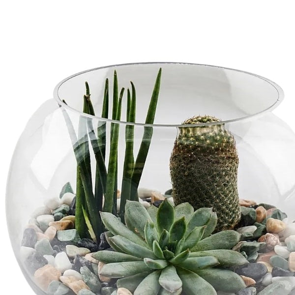 ๐ฑ Terrarium (ุชูุฑุงุฑููู
) | Fast UAE Delivery โ Miniature Green Worlds for Homes & Offices ๐ฑ