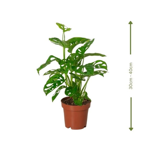 🌿 Monstera Deliciosa (المونستيرا اللذيذة) | Tropical Elegance – Fast UAE Delivery