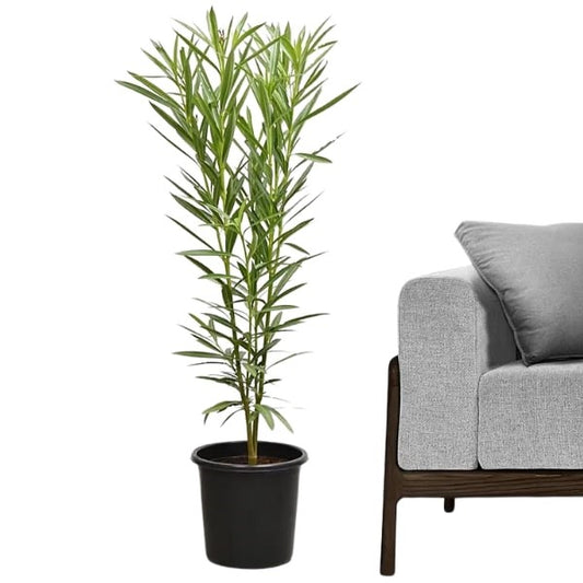 🌿 Oleander Plant (دفلى) | Drought-Resistant Beauty – Fast UAE Delivery