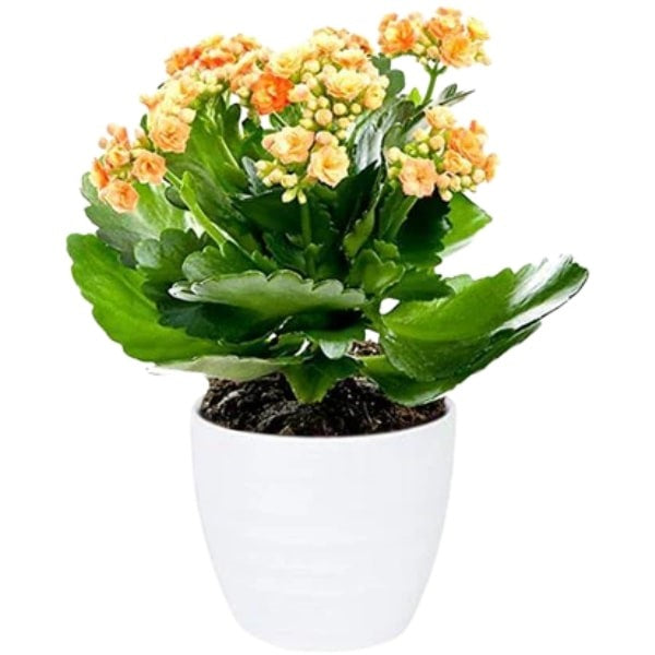 🌿 Orange Kalanchoe (كالانشو البرتقالي) | Fast UAE Delivery – Vibrant & Easy-Care Flowering Plant for Homes & Offices