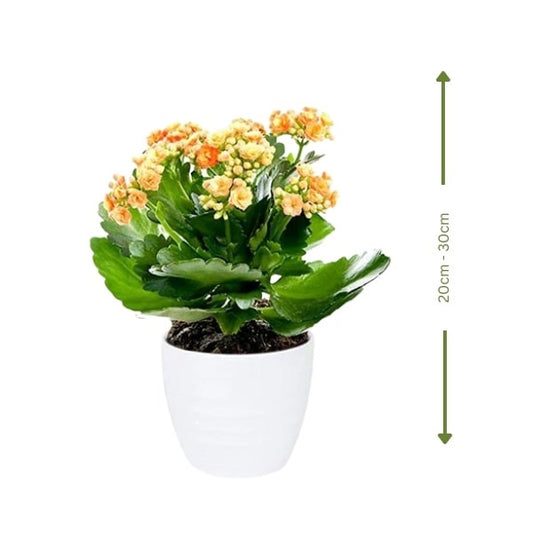 🌿 Orange Kalanchoe (كالانشو البرتقالي) | Fast UAE Delivery – Vibrant & Easy-Care Flowering Plant for Homes & Offices