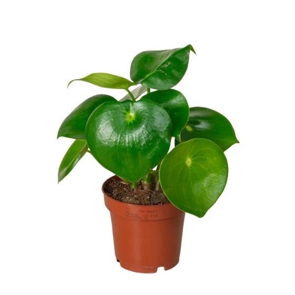 ๐ฟ Chinese Money Plant (ูุจุงุช ุงูู
ุงู ุงูุตููู) | Fast UAE Delivery โ Lucky & Stylish for Homes & Offices