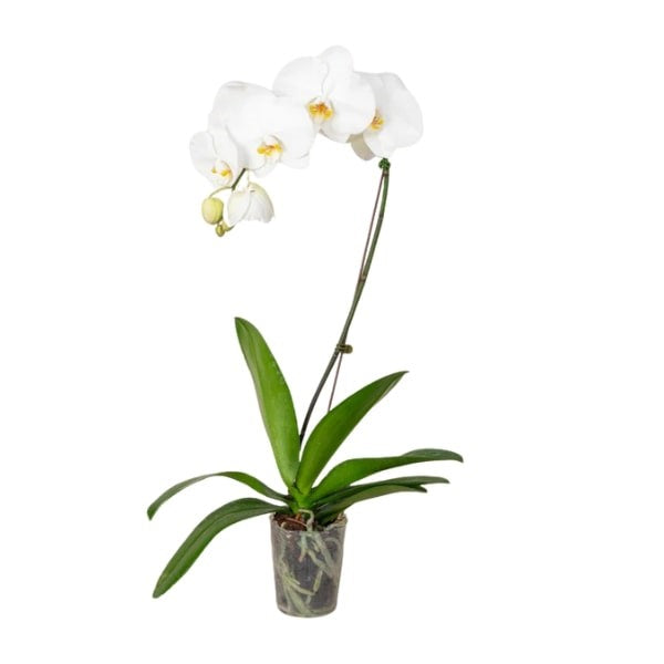 White Orchid (السحلب الأبيض) | Fast UAE Delivery – Elegant Indoor Plant for Homes & Offices