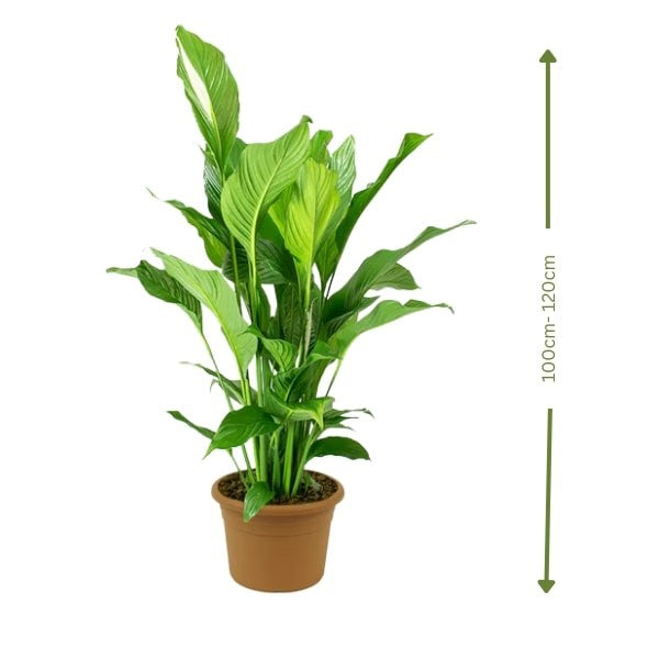 White Peace Lily (زنبق السلام الأبيض) | Fast UAE Delivery – Air-Purifying & Low Maintenance for Homes & Offices