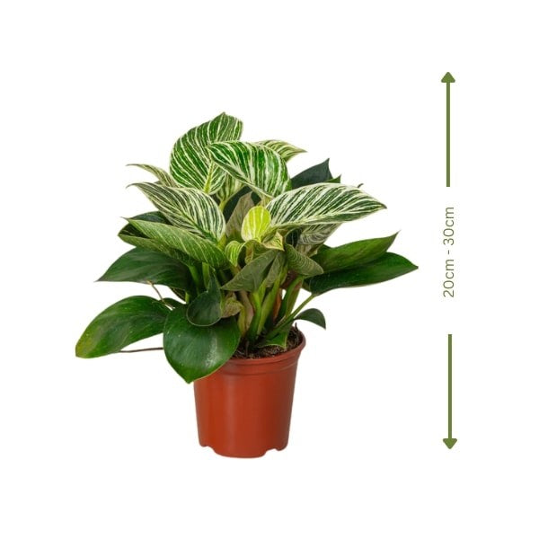 ๐ฟ Philodendron Birkin (ููููุฏููุฏุฑูู ุจูุฑููู) | Elegant Indoor Foliage โ Fast UAE Delivery ๐ฟ