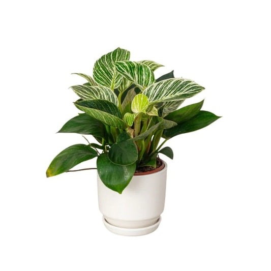 🌿 Philodendron Birkin (فيلوديندرون بيركين) | Elegant Indoor Foliage – Fast UAE Delivery 🌿