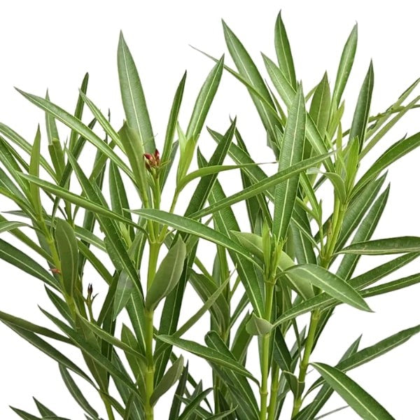 🌿 Oleander Plant (دفلى) | Drought-Resistant Beauty – Fast UAE Delivery