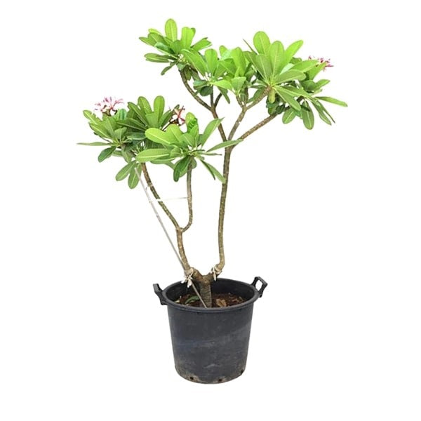 🌸 Plumeria Plant (نبات البلوميريا) | Fast UAE Delivery – Exotic Fragrant Blooms for Homes & Gardens