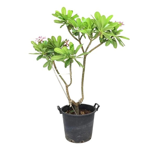 🌸 Plumeria Plant (نبات البلوميريا) | Fast UAE Delivery – Exotic Fragrant Blooms for Homes & Gardens