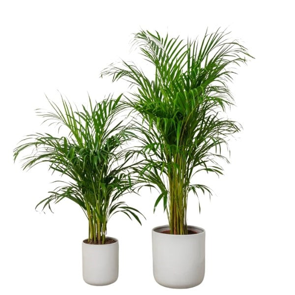 ๐ด Areca Palm Plant (ูุฎูุฉ ุงูุฃุฑููุง) | Fast UAE Delivery โ The Perfect Indoor & Outdoor Greenery ๐ด