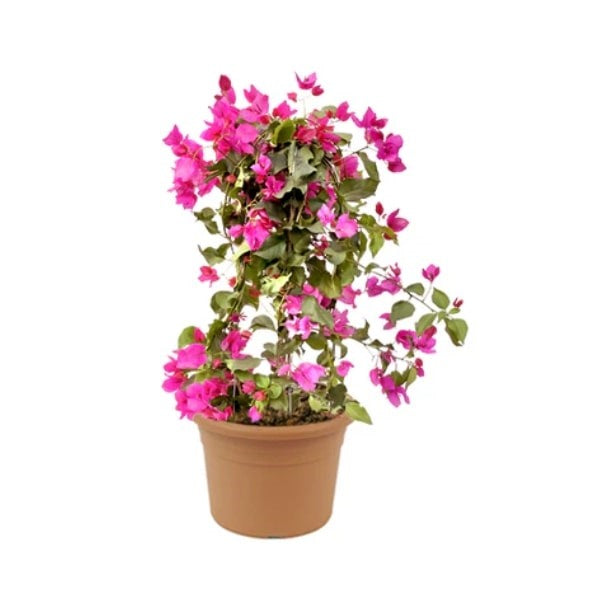 🌸 Bougainvillea Plant (نبتة الجهنمية) | Fast UAE Delivery – Drought-Resistant & Vibrant