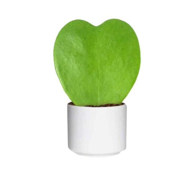 Hoya Kerrii (هويا كيري) | Heart-Shaped Succulent – Fast UAE Delivery