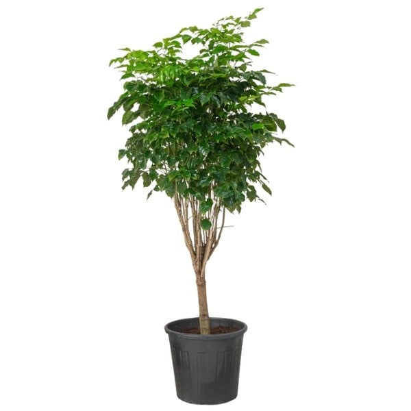 🌿 Red Machera (ماشيرا الحمراء) | Fast UAE Delivery – Stunning Foliage for Homes & Offices