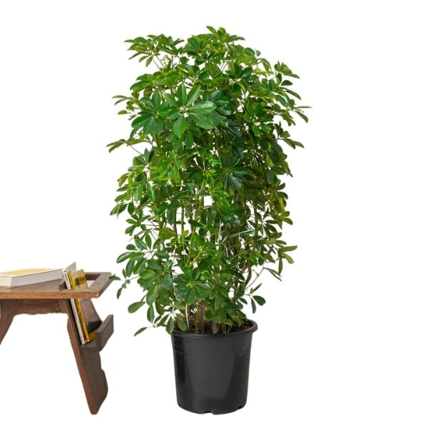 ๐ฟ Umbrella Plant (ูุจุงุช ุงูู
ุธูุฉ) | Fast UAE Delivery โ Elegant & Low-Maintenance Indoor Plant