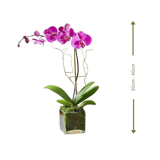 🌸 Purple Orchid (زهرة الأوركيد الأرجوانية) | Fast UAE Delivery – Elegant & Long-Lasting Blooms 🌿