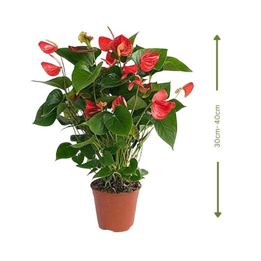 🌺 Red Anthurium (أنتوريوم الأحمر) | Elegant Indoor Blooms – Fast UAE Delivery