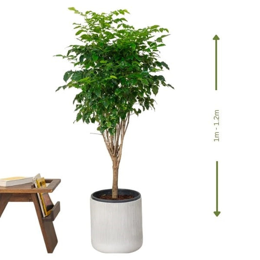 🌿 Red Machera (ماشيرا الحمراء) | Fast UAE Delivery – Stunning Foliage for Homes & Offices
