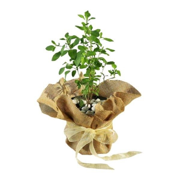 🌿 Tulsi Plant (نبتة التولسي) | Holy Basil – Fast UAE Delivery
