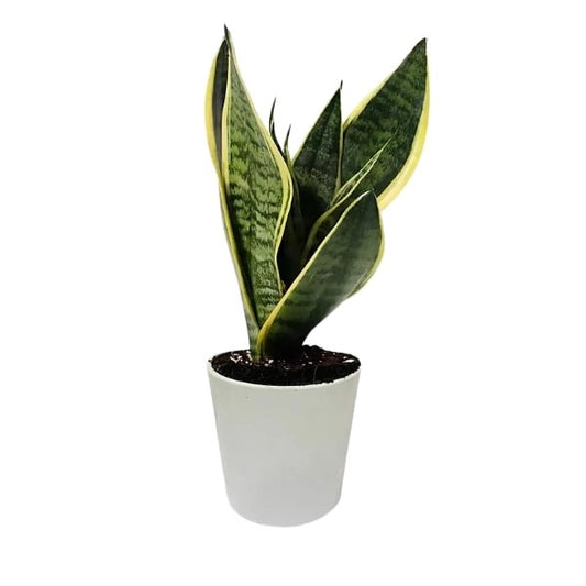 🌿 Sansevieria Plant (نبات السنسيفيرا) | Air-Purifying & Low Maintenance – Fast UAE Delivery