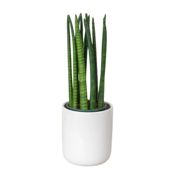 🌿 Snake Plant Cylindrica (نبات الثعبان الأسطواني) | Fast UAE Delivery – The Ultimate Low-Maintenance Indoor Plant 🌿