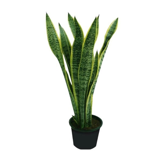 🌿 Snake Plant Cylindrica (نبات الثعبان الأسطواني) | Fast UAE Delivery – The Ultimate Low-Maintenance Indoor Plant 🌿