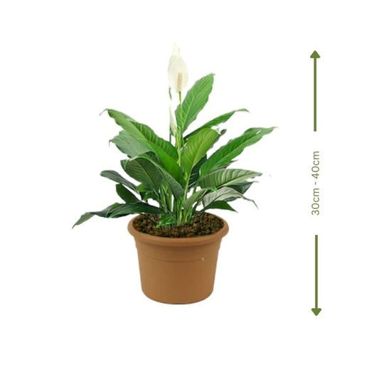 🌿 Spathiphyllum Plant (Peace Lily | زنبق السلام) – Fast UAE Delivery