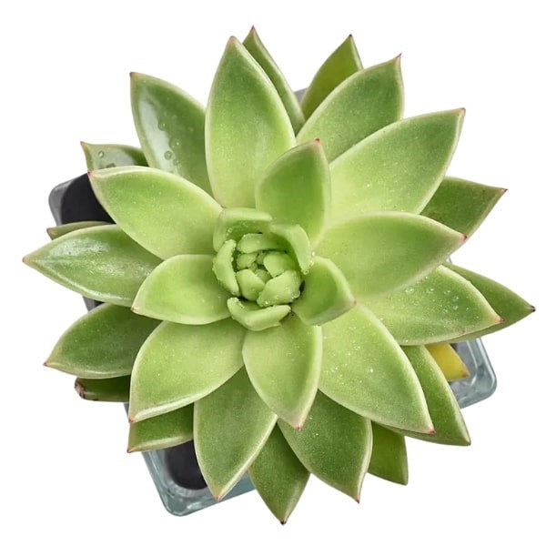 Green Echeveria (إشفيريا الخضراء) | Rosette Succulent – Fast UAE Delivery