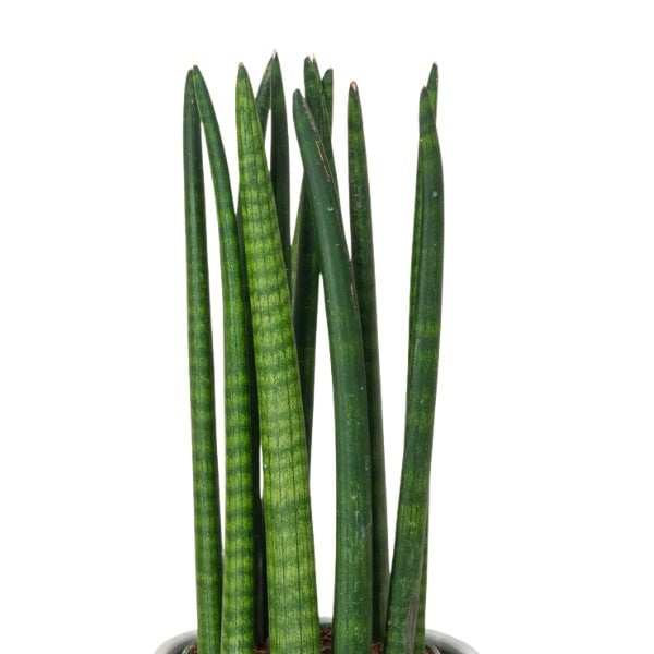 🌿 Snake Plant Cylindrica (نبات الثعبان الأسطواني) | Fast UAE Delivery – The Ultimate Low-Maintenance Indoor Plant 🌿