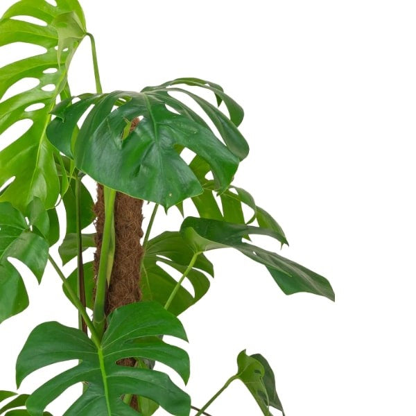 ๐ฟ Swiss Cheese Plant (ูุจุงุช ุงูุฌุจู ุงูุณููุณุฑู) | Fast UAE Delivery โ Iconic Foliage for Homes & Offices