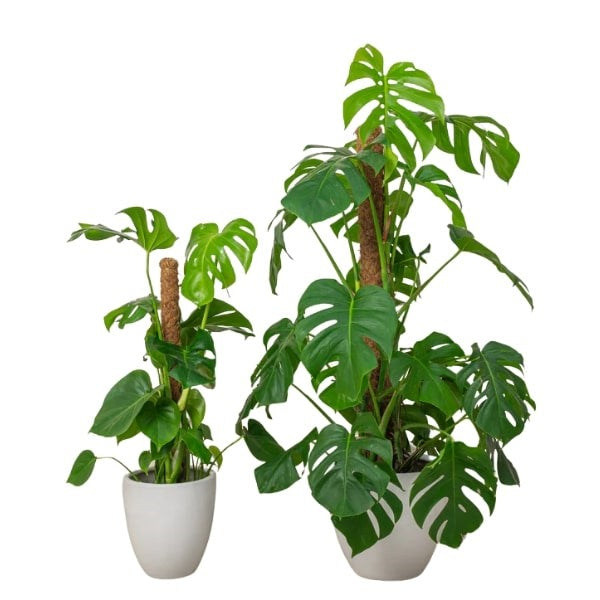 ๐ฟ Swiss Cheese Plant (ูุจุงุช ุงูุฌุจู ุงูุณููุณุฑู) | Fast UAE Delivery โ Iconic Foliage for Homes & Offices