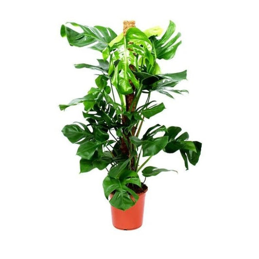 🌿 Swiss Cheese Plant (نبات الجبن السويسري) | Fast UAE Delivery – Iconic Foliage for Homes & Offices