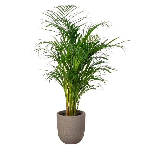 ๐ด Areca Palm Plant (ูุฎูุฉ ุงูุฃุฑููุง) | Fast UAE Delivery โ The Perfect Indoor & Outdoor Greenery ๐ด