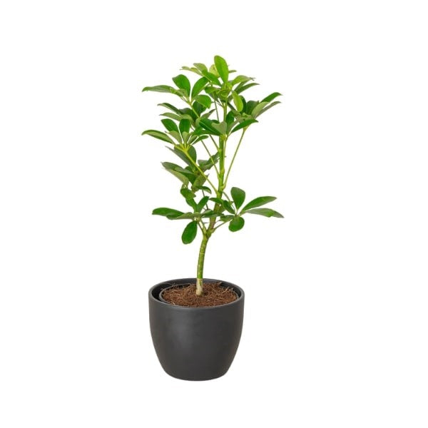 ๐ฟ Umbrella Plant (ูุจุงุช ุงูู
ุธูุฉ) | Fast UAE Delivery โ Elegant & Low-Maintenance Indoor Plant
