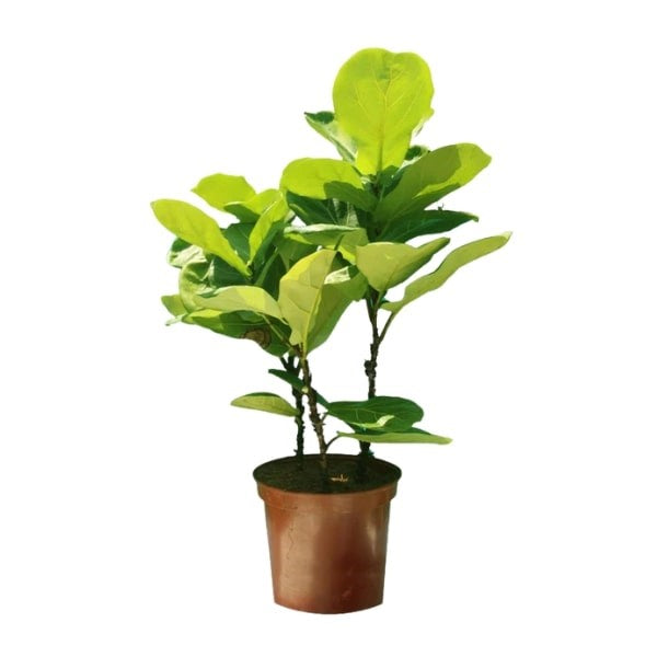 🌿 Fiddle Leaf Plant (نبات ورقة الكمان) | Statement Indoor Greenery – Fast UAE Delivery