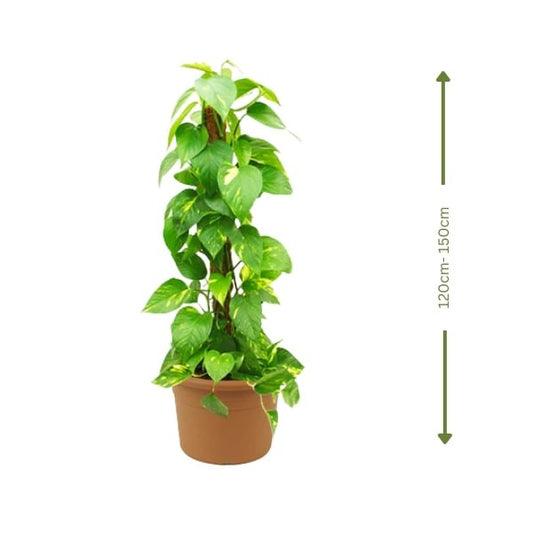Money Plant (نبات المال) | Air-Purifying & Low Maintenance – Fast UAE Delivery