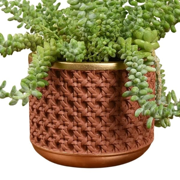 🌿 Sedum Burrito (سدوم بوريتو) | Hanging Succulent – Fast UAE Delivery
