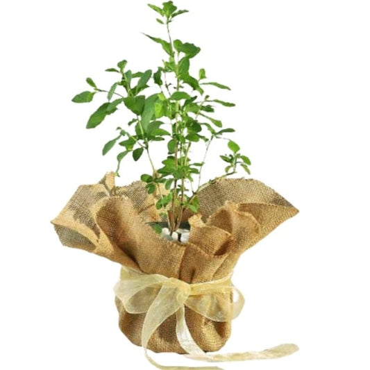 🌿 Tulsi Plant (نبتة التولسي) | Holy Basil – Fast UAE Delivery