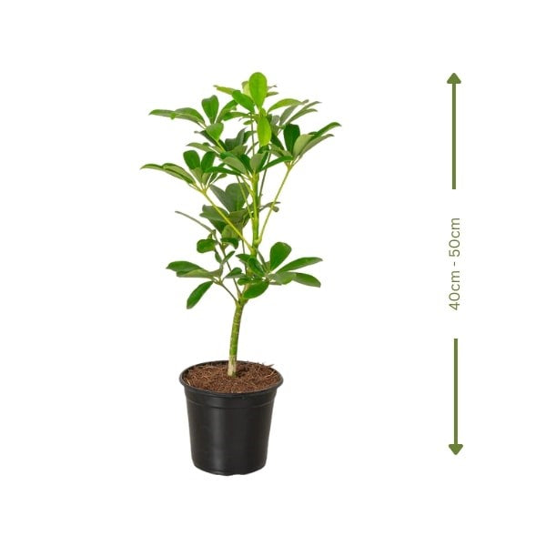 ๐ฟ Umbrella Plant (ูุจุงุช ุงูู
ุธูุฉ) | Fast UAE Delivery โ Elegant & Low-Maintenance Indoor Plant