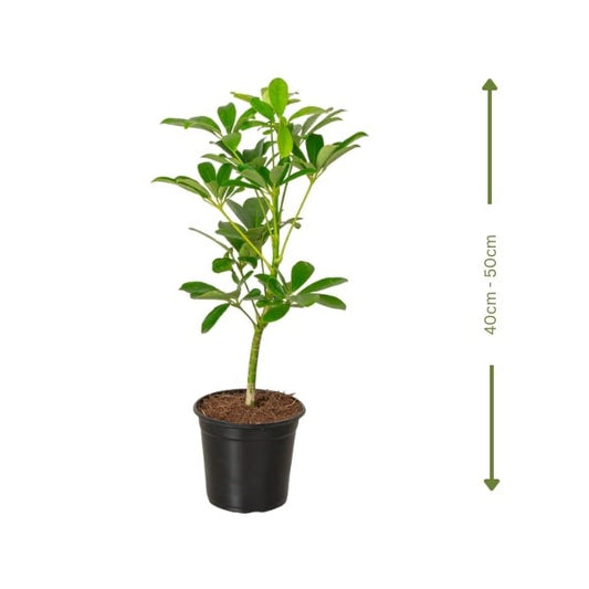 🌿 Umbrella Plant (نبات المظلة) | Fast UAE Delivery – Elegant & Low-Maintenance Indoor Plant