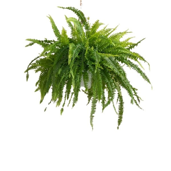 Boston Fern (سرخس بوسطن) | Fast UAE Delivery – Air-Purifying & Lush Greenery 🌿