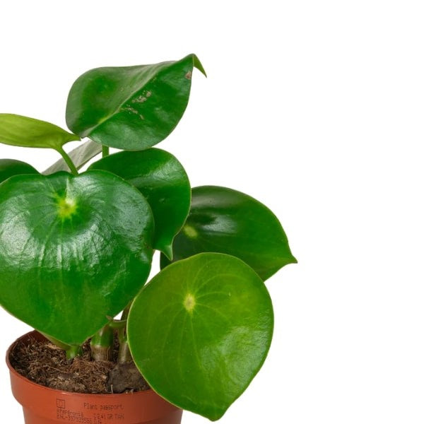 ๐ฟ Chinese Money Plant (ูุจุงุช ุงูู
ุงู ุงูุตููู) | Fast UAE Delivery โ Lucky & Stylish for Homes & Offices