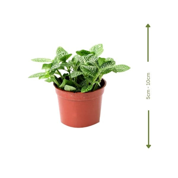 ๐ฟ Fittonia (ูุจุงุช ุงูููุชูููุง) | Colorful & Air-Purifying โ Fast UAE Delivery
